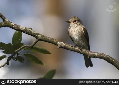 A resting spotted flycatcher