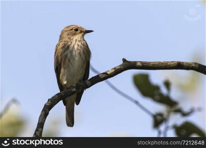 A resting spotted flycatcher