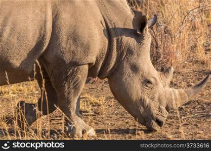 A Rhino grazing in the dry savannah lands of Pilanesberg National Park, South Africa