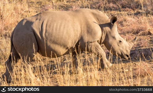 A Rhino grazing in the dry savannah lands of Pilanesberg National Park, South Africa