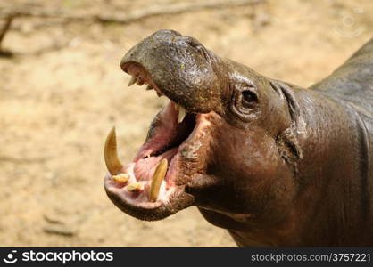 A rhino yawning at a local zoo
