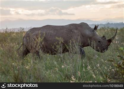 A rhinoceros in the savannah of Nairobi park in central Kenya