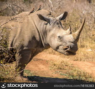 A rhinoceros is standing in the grass lands of a national park in south africa. The rhinoceros is an endangered species and lives mainly in the protected environment of reserves