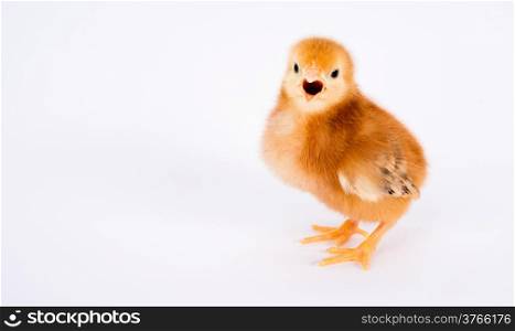 A Rhode Island Red Baby Chicken Stands Alone Just a Few Days Old
