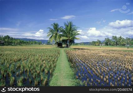 A rice field at the Laman Padi Langkawi Museum at the Town of Kampung Lubok Buaya and Pantai Cenang Beach on the Island of Langkawi in Malaysia. Malaysia, Langkawi, January, 2003