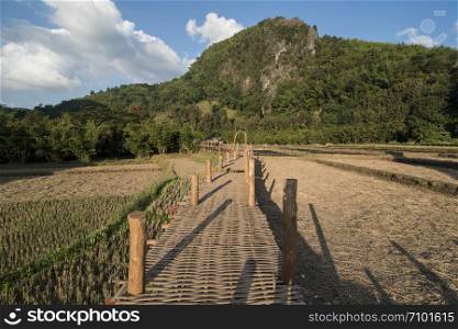 a rice field in the country side of Ban Nakhuha near the city of Phrae in the north of Thailand. Thailand, Phrae November, 2018.. THAILAND PHRAE RICE FIELD BAN NAKHUHA
