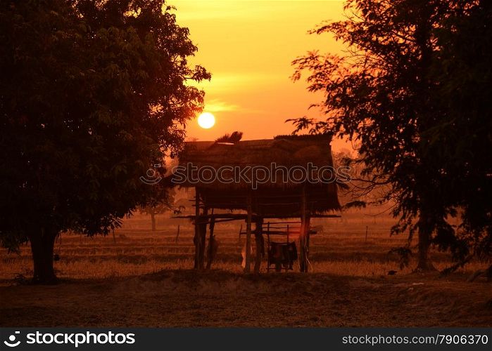 a ricefield a sunset in the winter time near the city of Amnat Charoen in the Provinz Amnat Charoen in the northwest of Ubon Ratchathani in the Region of Isan in Northeast Thailand in Thailand.&#xA;