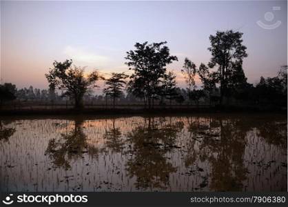 a ricefield a sunset in the winter time near the city of Amnat Charoen in the Provinz Amnat Charoen in the northwest of Ubon Ratchathani in the Region of Isan in Northeast Thailand in Thailand.&#xA;