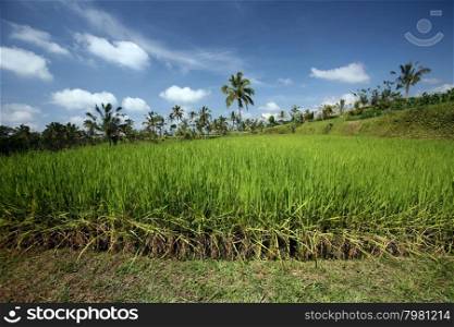 a ricefield and Landscape in central Bali on the island Bali in indonesia in southeastasia. ASIA INDONESIA BALI LANDSCAPE RICEFIELD