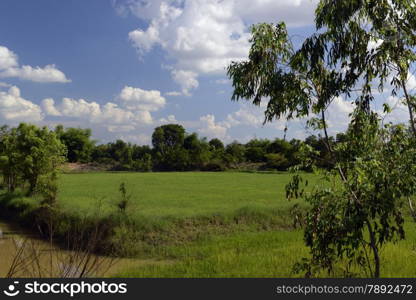 a ricefield in the Provinz Amnat Charoen in the northwest of Ubon Ratchathani in the Region of Isan in Northeast Thailand in Thailand.&#xA;