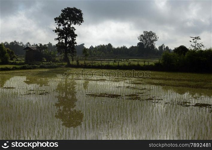 a ricefield in the Provinz Amnat Charoen in the northwest of Ubon Ratchathani in the Region of Isan in Northeast Thailand in Thailand.&#xA;