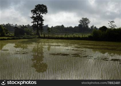 a ricefield in the Provinz Amnat Charoen in the northwest of Ubon Ratchathani in the Region of Isan in Northeast Thailand in Thailand.&#xA;
