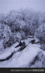 A rime ice covered forest a top a mountain in Shenandoah National Park.