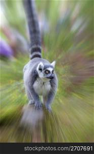 A ring-tailed lemur in the forrest