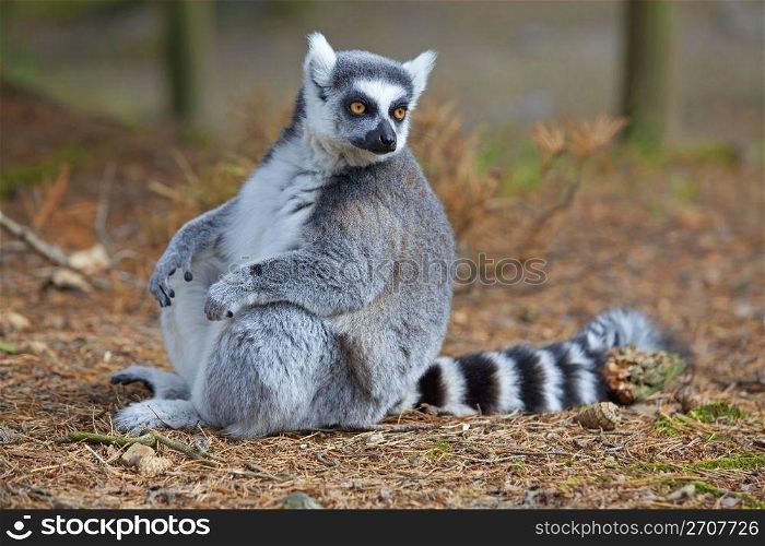 A ring-tailed lemur in the forrest