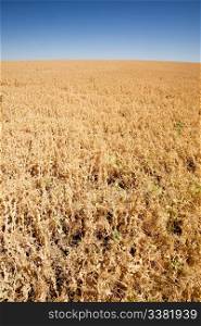 A ripe pea field on the flat prairies