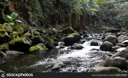 A river bordered by mossy boulders in the Hawaiian rain forest