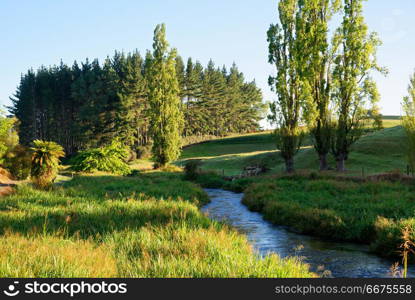 A river in the early morning in Waikato, New Zealand. River along the Te Waihou Blue Springs walkway in South Waikato