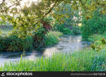 A river in the early morning in Waikato, New Zealand. River along the Te Waihou Blue Springs walkway in South Waikato