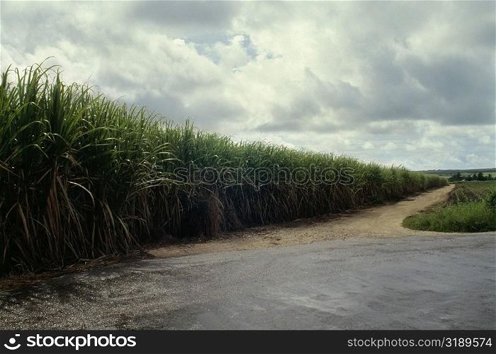 A river is seen flowing near the sugarcane fields of Barbados, Caribbean