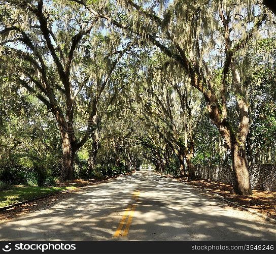A Road With Spanish Moss On Trees