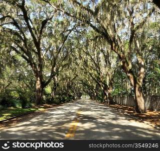 A Road With Spanish Moss On Trees