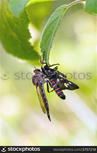 A robber fly with a catch for breakfast