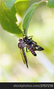 A robber fly with a catch for breakfast