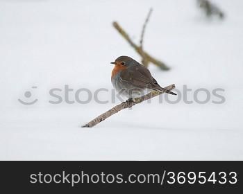 A robbin in the snow
