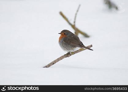 A robbin in the snow