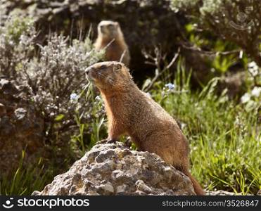 A rock chuck, or yellow-bellied marmot, sitting on a rock with a second standing in the background. These members of the ground squirrels family are common throughout Yellowstone National Park and the Rocky Mountains.