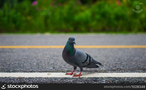 A rock pigeon or columba livia standing on road with green blurred background in the public park, selective focus.