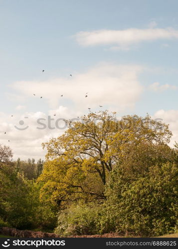 a rookery with crows outside flying and nests in trees on a sunny day