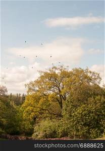 a rookery with crows outside flying and nests in trees on a sunny day