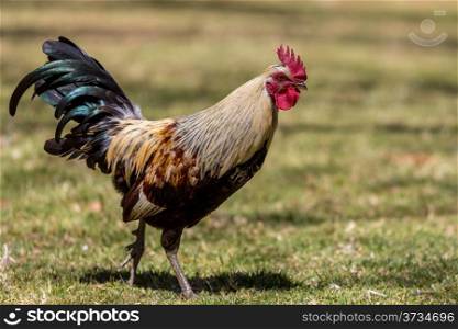 A rooster with beige and brown body and a black tail strolling on a grass field