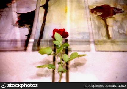A rose against a wall