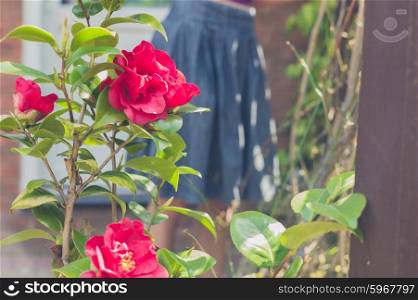 A rose bush growing in a garden with a woman in the background