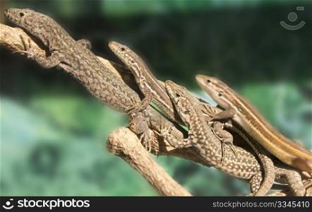 a row lizards sunning itself on a branch