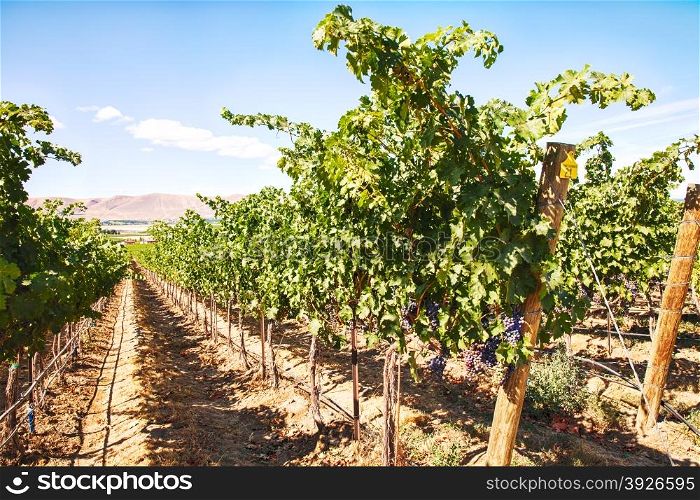 A row of cabernet sauvignon grapes stretches down a long row in a vineyard on Red Mountain in Washington State.