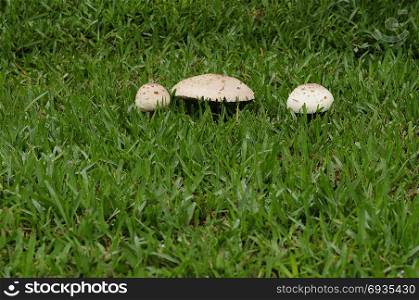 A row of mushrooms growing on grass in the garden
