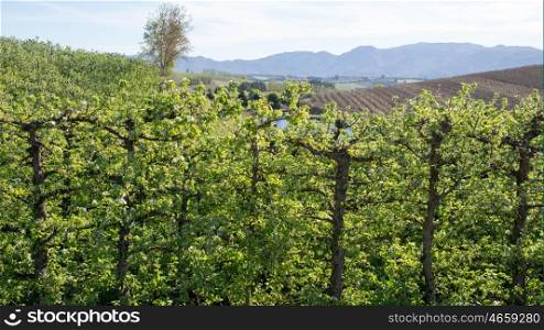 A row of pear treas in early spring with only view blossoms visible on a farm in Grabow, South Africa