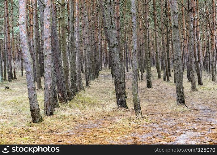 a row of pine trees in the forest, smooth trees in a pine forest. a row of pine trees in the forest