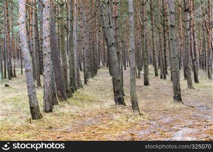 a row of pine trees in the forest, smooth trees in a pine forest. a row of pine trees in the forest
