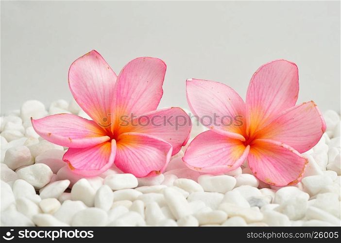 A row of pink frangipani flowers isolated on a white pebble background