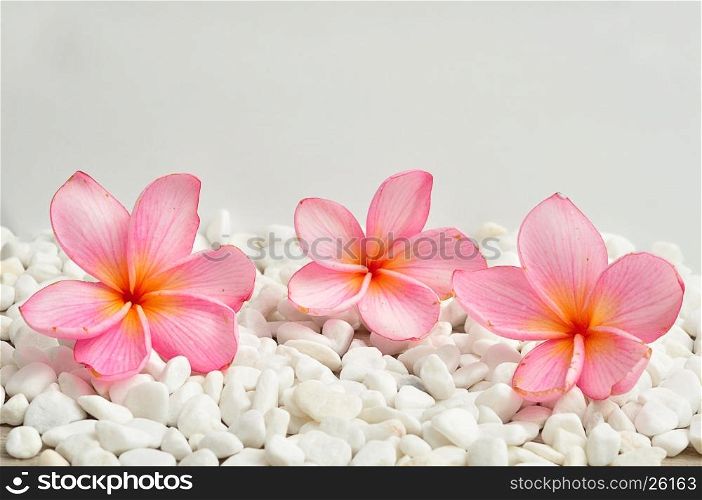 A row of pink frangipani flowers isolated on a white pebble background