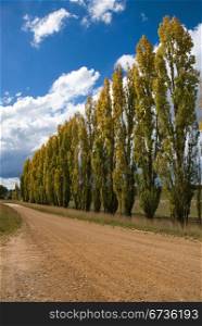 A row of poplars beside a country road in the Central West region of New South Wales, Australia