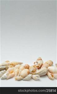 A row of seashells on a white background