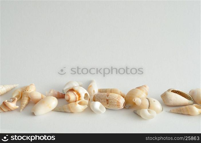 A row of seashells on a white background