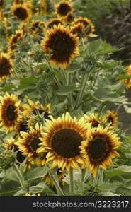 A Row Of Sunflowers