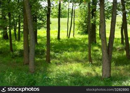 A row of trees on the edge of a field.